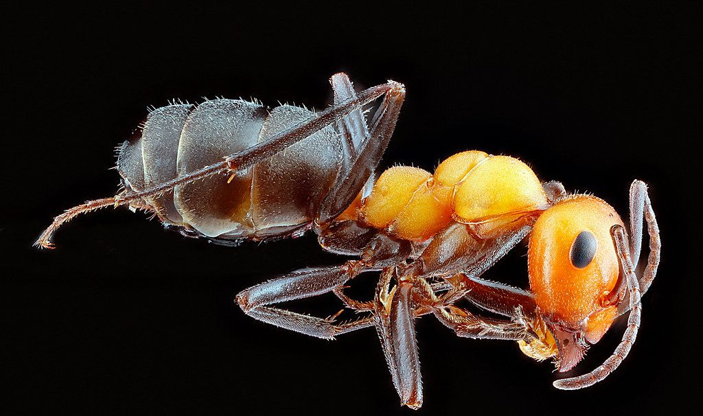 Ant Control service in Erie, PA