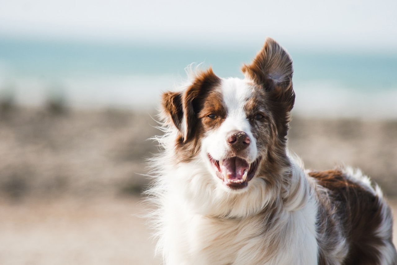 Flea & Tick Control service in Erie, PA