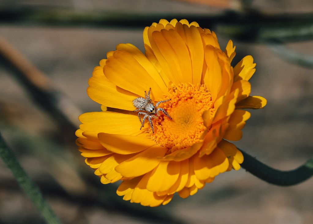 Spider Control service in Erie, PA